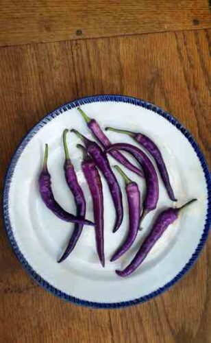 Buena Mulata: Another Classic Poppin' Pepper